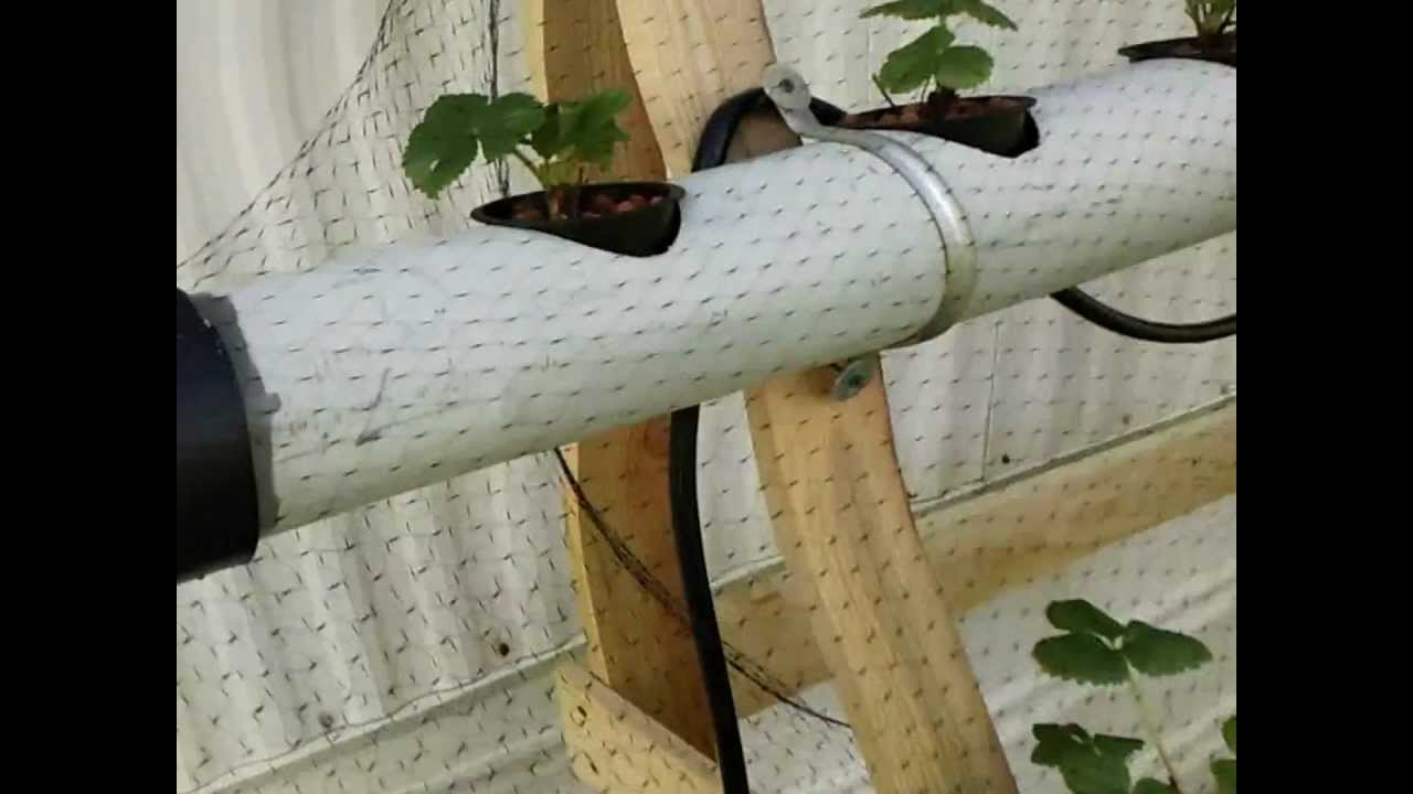 Easy To Build Diy Strawberry Tower Hydroponics System Your Gardening Forum
