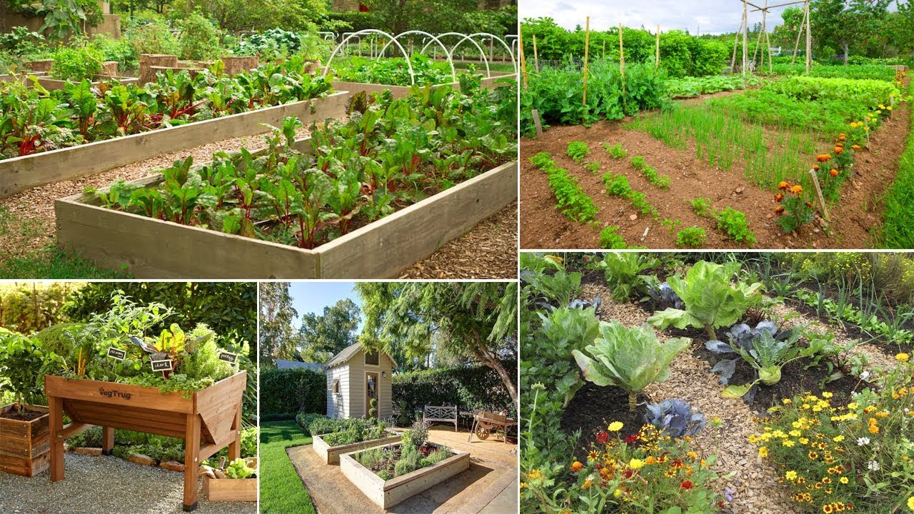 50+ Fantastic Backyard Vegetable | Garden Ideas | Your Gardening Forum