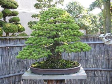Spruce bonsai 