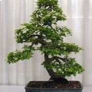 Hawthorn bonsai