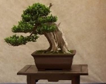 Coniferous bonsai