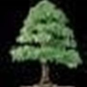 Ulmus parvifolia bonsai