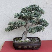 olive tree bonsai