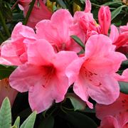 Rhododendron  