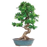 ficus bonsai