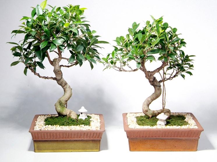 Caring for ginseng bonsai