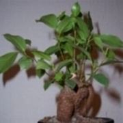 bonsai ficus retusa