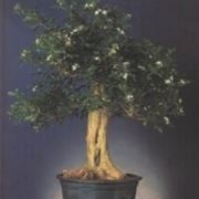 Murraia bonsai