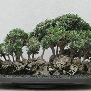 Olive tree Bonsai