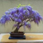 wisteria bonsai