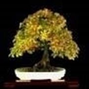 Hornbeam bonsai
