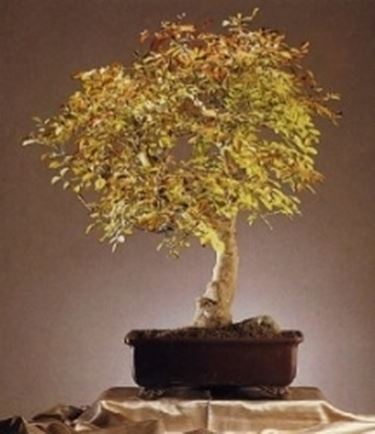Ash bonsai
