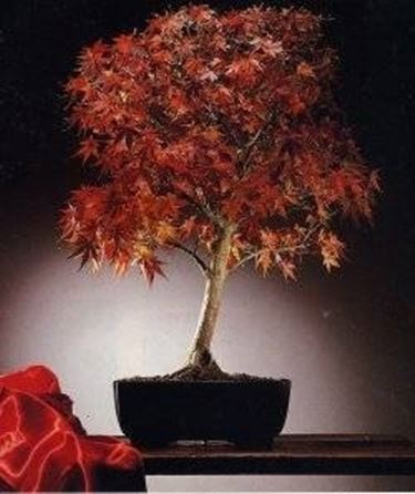 maple bonsai