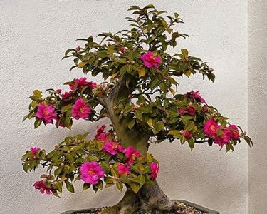 camellia bonsai