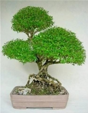 Serissa bonsai
