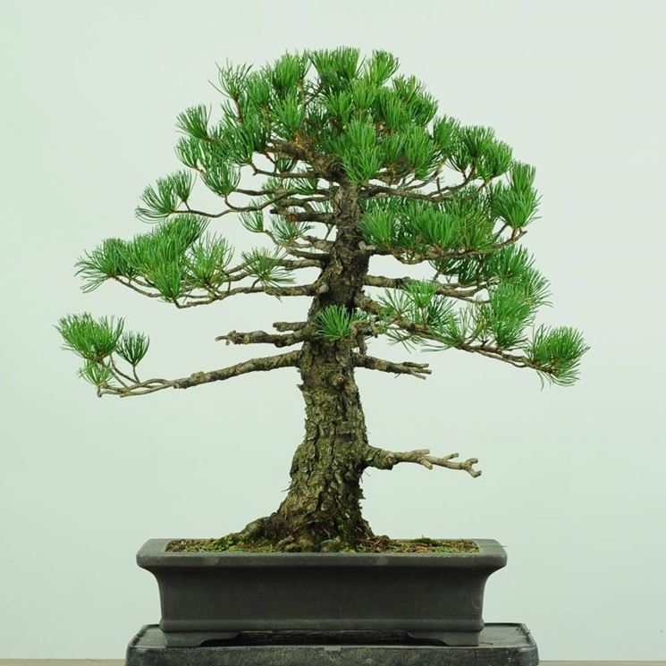 Spruce bonsai 